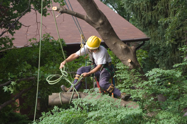 Trusted North Shore, CA Tree Care Experts