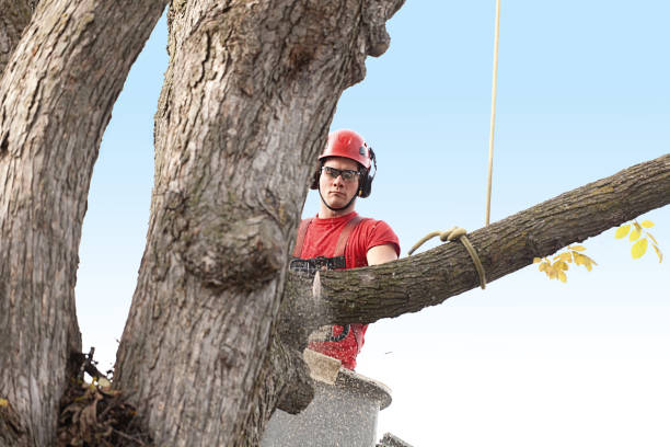 Best Fruit Tree Pruning  in North Shore, CA